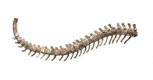 Una coda di dinosauro (da 100mila dollari) fa scoppiare la guerra tra Messico e Marocco
