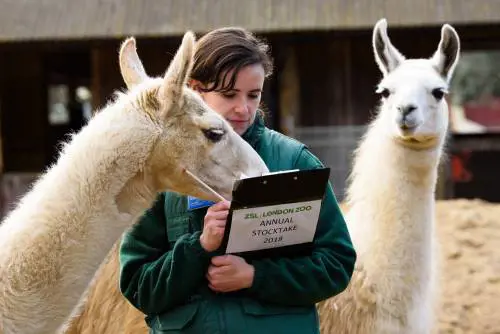Allo zoo di Londra è il giorno del censimento