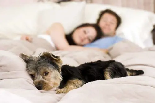 Il suo cane le fissa sempre il naso e lei scopre di avere un tumore