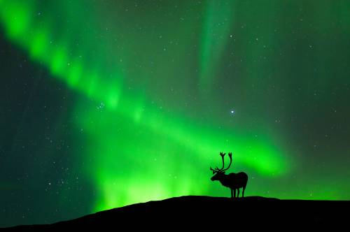 "Tundra, renne e sangue. La mia Lapponia oscura"