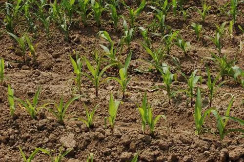 Scagionato il mais ogm: "Non nuoce alla salute"