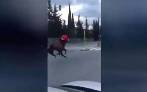 Palermo, fantino a cavallo si schianta a forte velocità contro un semaforo