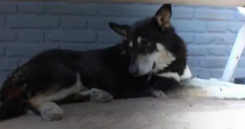Argentina, è morto Capitàn: per 10 anni sulla tomba del padrone
