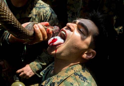 Bere sangue di cobra:  i marines addestrati a vivere nella giungla