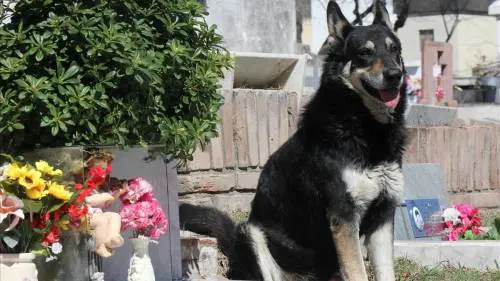 Capitan, addio al cane simbolo della fedeltà