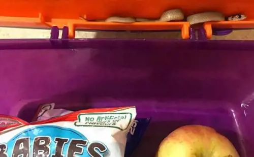 Prepara il pranzo al figlio: dalla schiscetta spunta un serpente velenoso