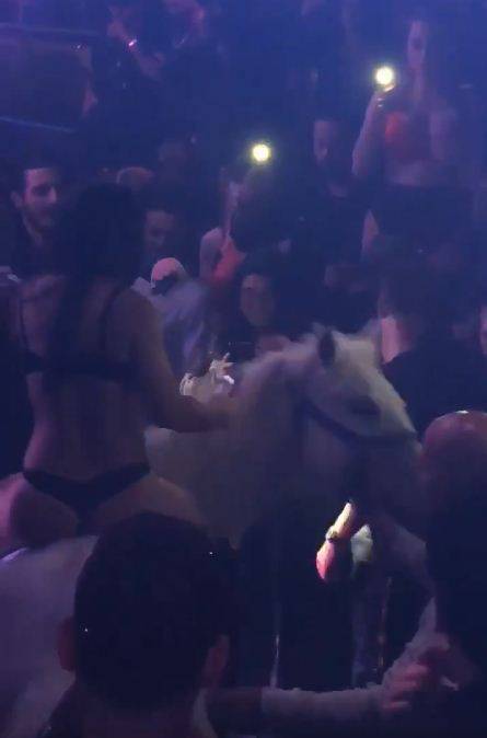 Miami, spettacolo con cavallo in un nightclub: il sindaco chiude il locale