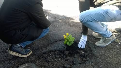 Fiori nelle buche: la protesta nei municipi romani