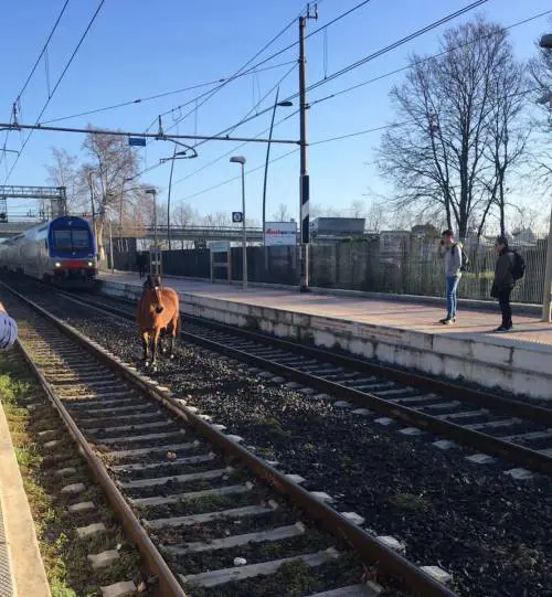 Un cavallo sui binari blocca la tratta Roma-Nettuno