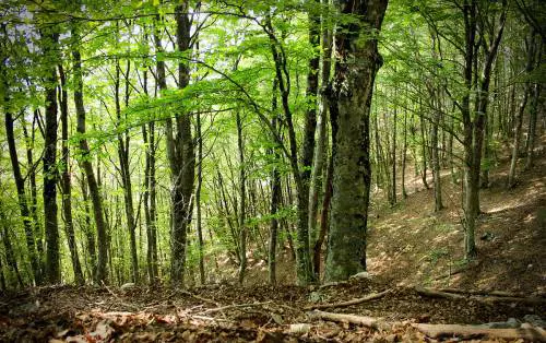 Boscaiolo cade nel dirupo e muore, tragedia nel Salernitano