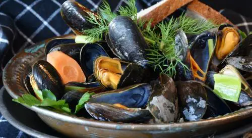 Spagna, in arrivo in Italia cozze contaminate con il batterio dell'escherichia coli