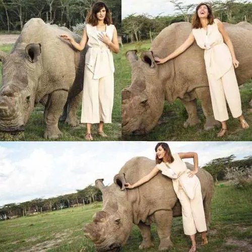 Addio a Sudan, ultimo rinoceronte. La fecondazione artificiale salverà la specie