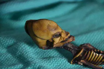 Svelato il mistero su Ata, lo "scheletro dell'alieno"