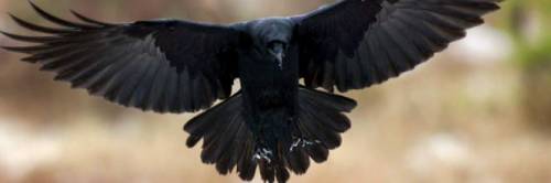 Scomparsa Merlina uno dei corvi della torre di Londra. Presagio nefasto per gli inglesi