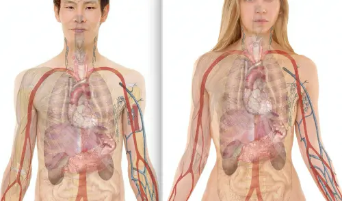 È umana solo la metà del nostro corpo