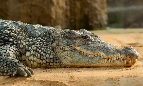 Coccodrillo svela il sesso dei futuri nascituri: è polemica