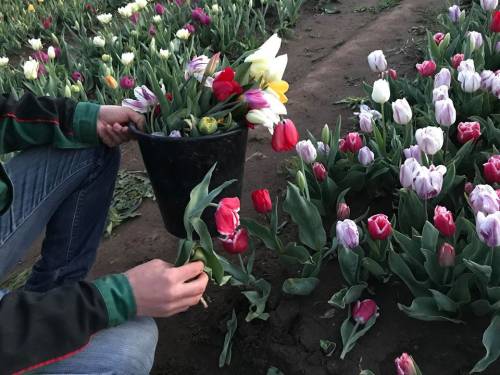 Roma, visitatori "maleducati" devastano il parco dei tulipani