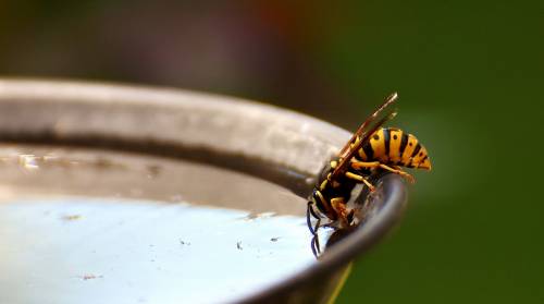Vaccino contro le vespe: come funziona e cosa fare