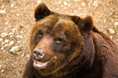 Abruzzo, orso muore al parco nazionale dopo iniezione di anestetico