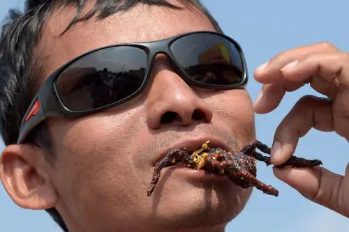 Tarantole fritte, il piatto più gustoso in Cambogia