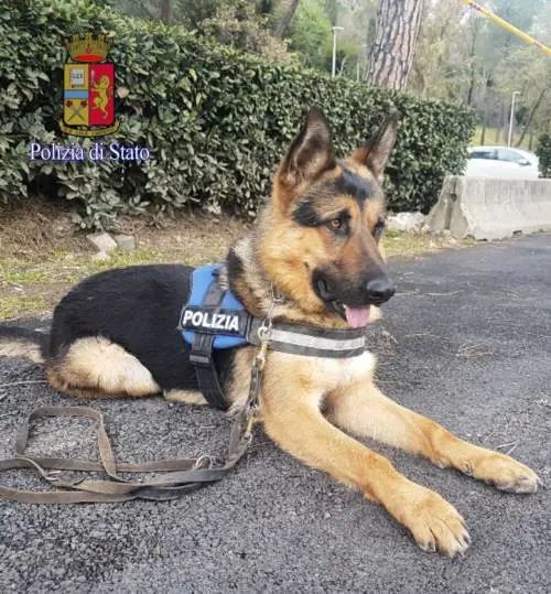 Ares, il cane randagio diventa poliziotto