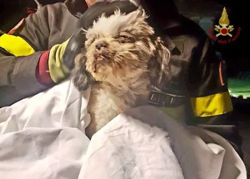 Rescaldina: cagnolino estratto vivo dalle macerie dopo 6 giorni