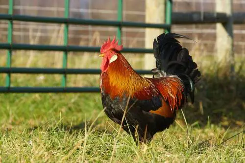 Il "chicchirichì" è troppo forte: due galli "indagati" a Como