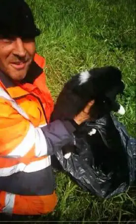 Milano, cagnolini gettati in tangenziale