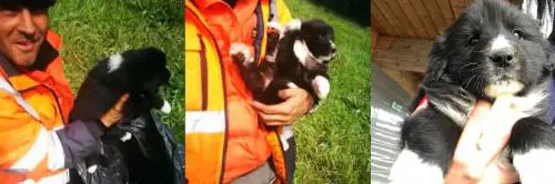 Milano, cagnolini lanciati da un'auto in corsa