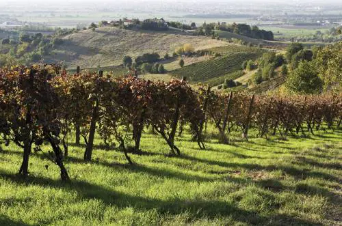 Verdicchio Doc? No, vino qualunque: maxi sequestro a Perugia