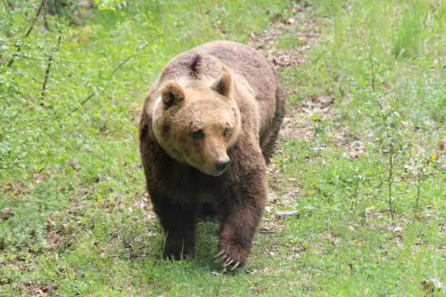 Puntura con il sonnifero, muore un orso marsicano