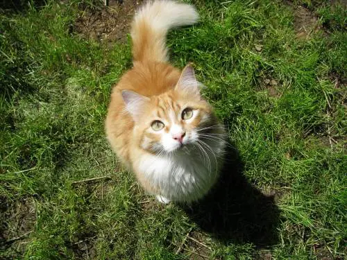 Torino, gatto cade da ottavo piano in testa a un passante:  ​la proprietaria a processo
