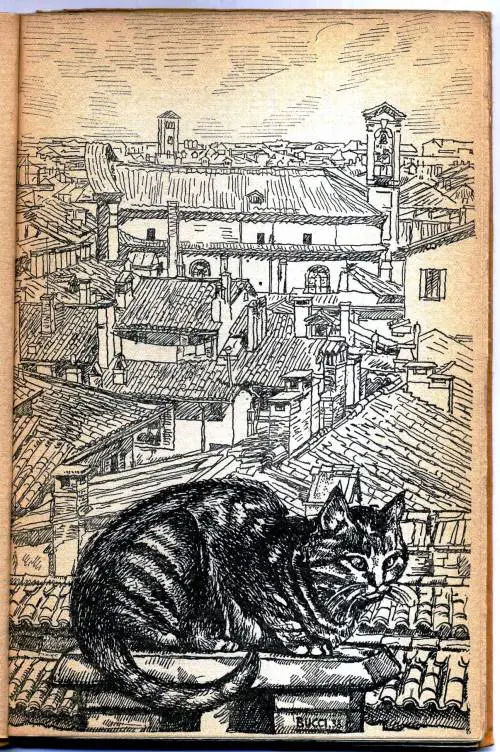 L'animale più bello? Naturalmente il gatto Referto di Rajberti