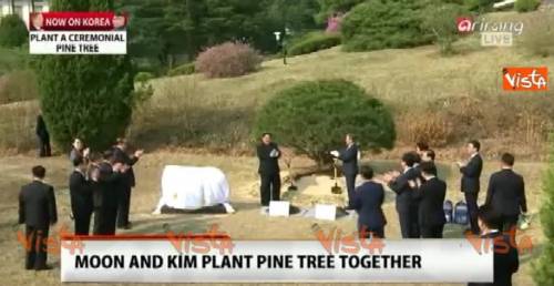 Kim e Moon piantano un albero in segno di pace