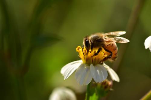 Vietati i pesticidi killer: l'Ue salva le api