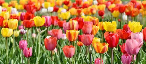 Come si cucinano e si mangiano i fiori