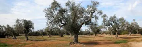Emergenza Xylella, nel Barese alcuni proprietari terrieri vogliono dar fuoco agli ulivi