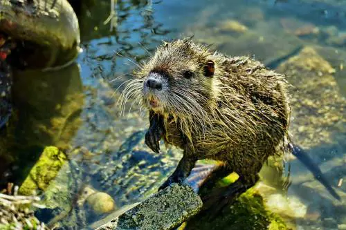 Troppe nutrie a Cremona. La proposta del sindaco: "Mangiamole"
