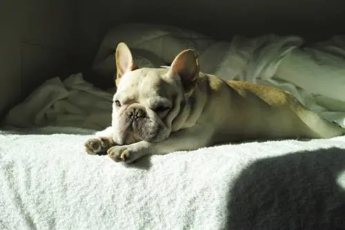 Bulldog Francesi: problemi di salute per via del loro muso