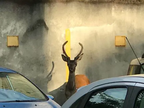 Cervo si perde in città, catturato e portato all'oasi