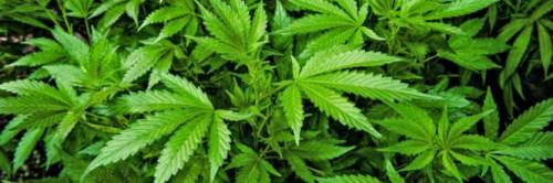 In Sicilia scoperta serra di cannabis tra i peperoni