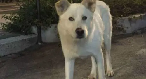 Catanzaro, una statua per un cane seviziato e ucciso