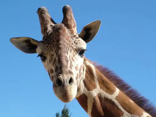 Giraffa colpisce il regista: ​muore durante le riprese