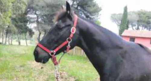 Così non muore "Italiano" campione delle piste salvato grazie ai social