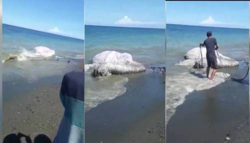 Un "mostro marino" sulla spiaggia: cosa è la strana creatura pelosa?