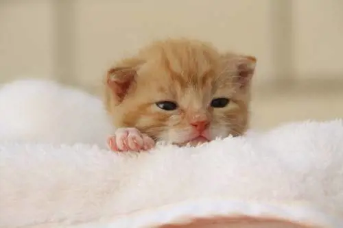 Governo Usa nella bufera: "Ha ucciso migliaia di cuccioli di gatto in esperimenti segreti"