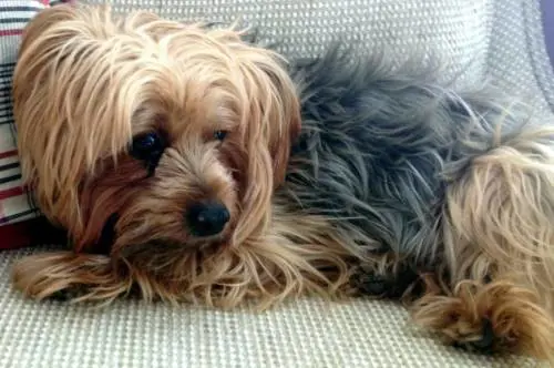 Spagna, anziano cade in un dirupo: salvo grazie al suo cagnolino