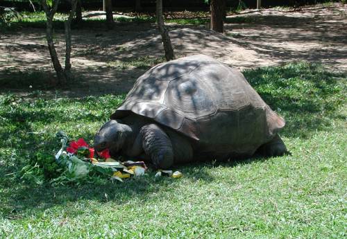 Ragni, storni, mammut: gli animali celebri parlano (anche) di noi