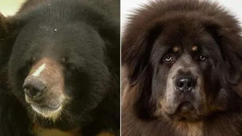 Compra un animale in vacanza: pensa sia un cane invece è un orso