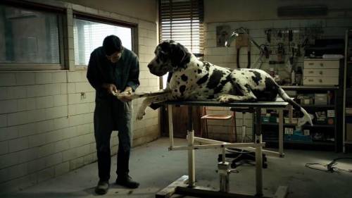 "Dogman", umanità e violenza nel miglior film di Matteo Garrone 